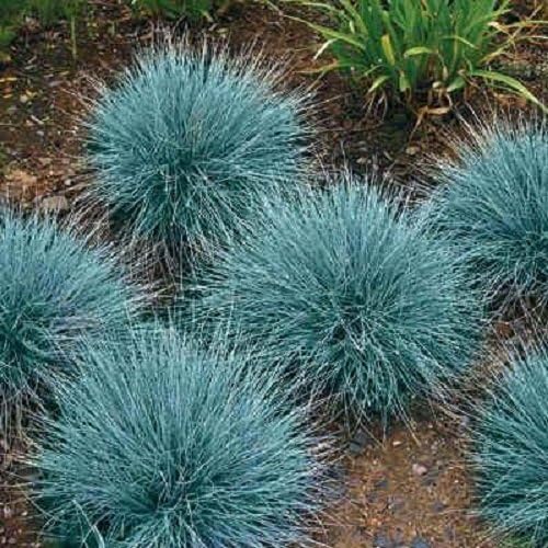 Blue Fescue Ornamental Grass Perennial Festuca Drought Tolerant Sun Or Shade Best Selling