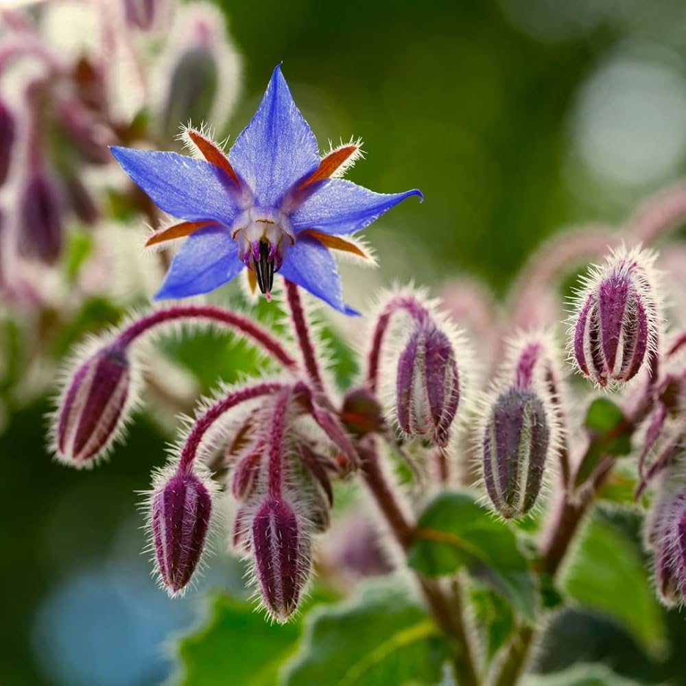 Borage Herb Borago officinalis for planting in pollinator garden