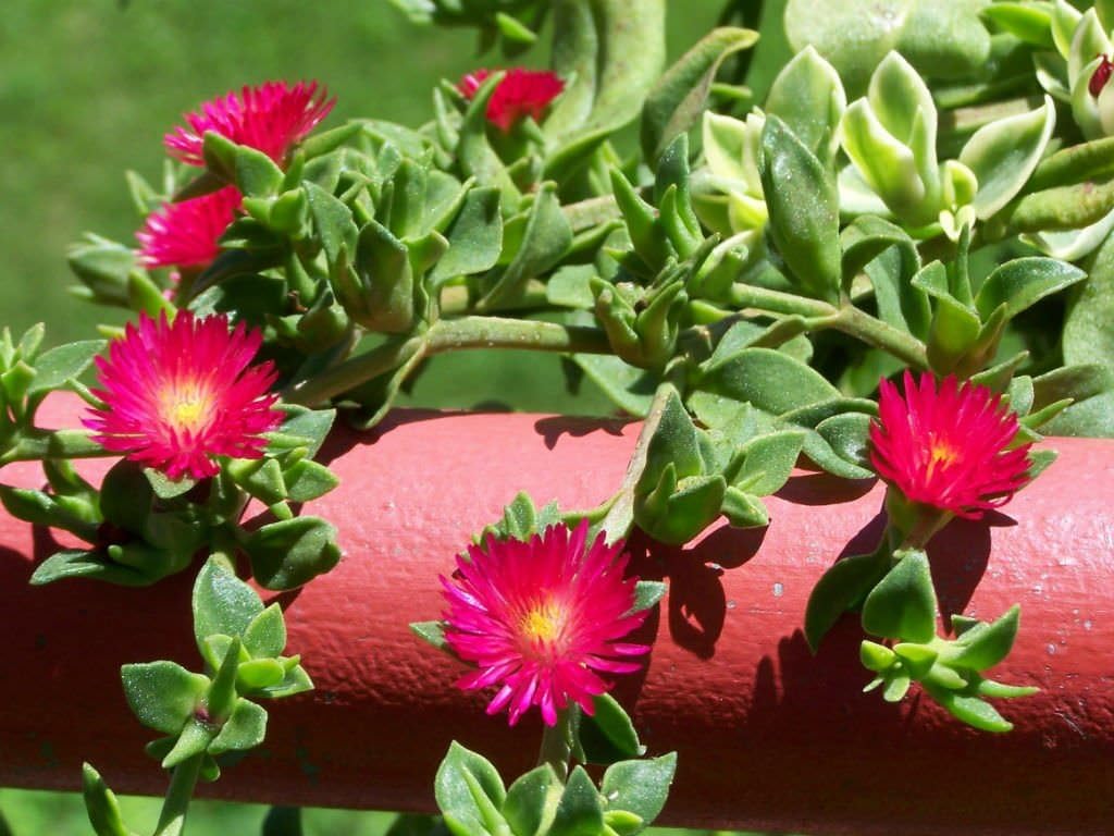 Aptenia Cordifolia Flower seeds for Planting - Seasonal Bloomer, Heirloom & GMO Free Seeds for Home Garden
 
 Sale for planting in home garden