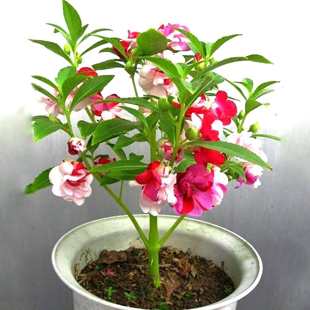 Balsam Flower Seeds For Planting - Red And White Mix