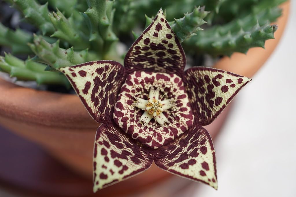 Maroon Stapelia Seeds For Planting In Exotic Gardens Plant Seeds