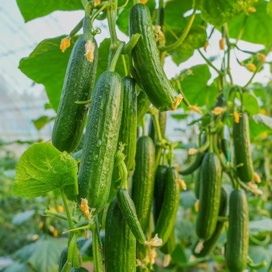 Eureka Cucumber Cucumis sativus for planting in vegetable patch