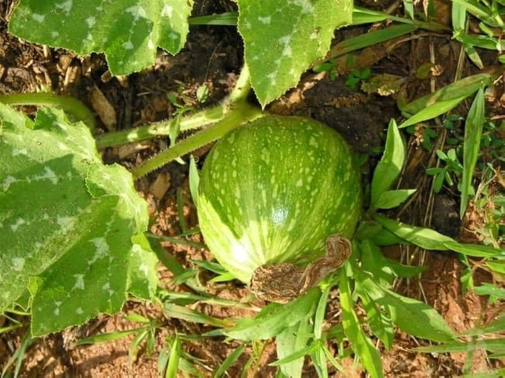 Korean Pumpkin Cucurbita moschata for planting in urban garden