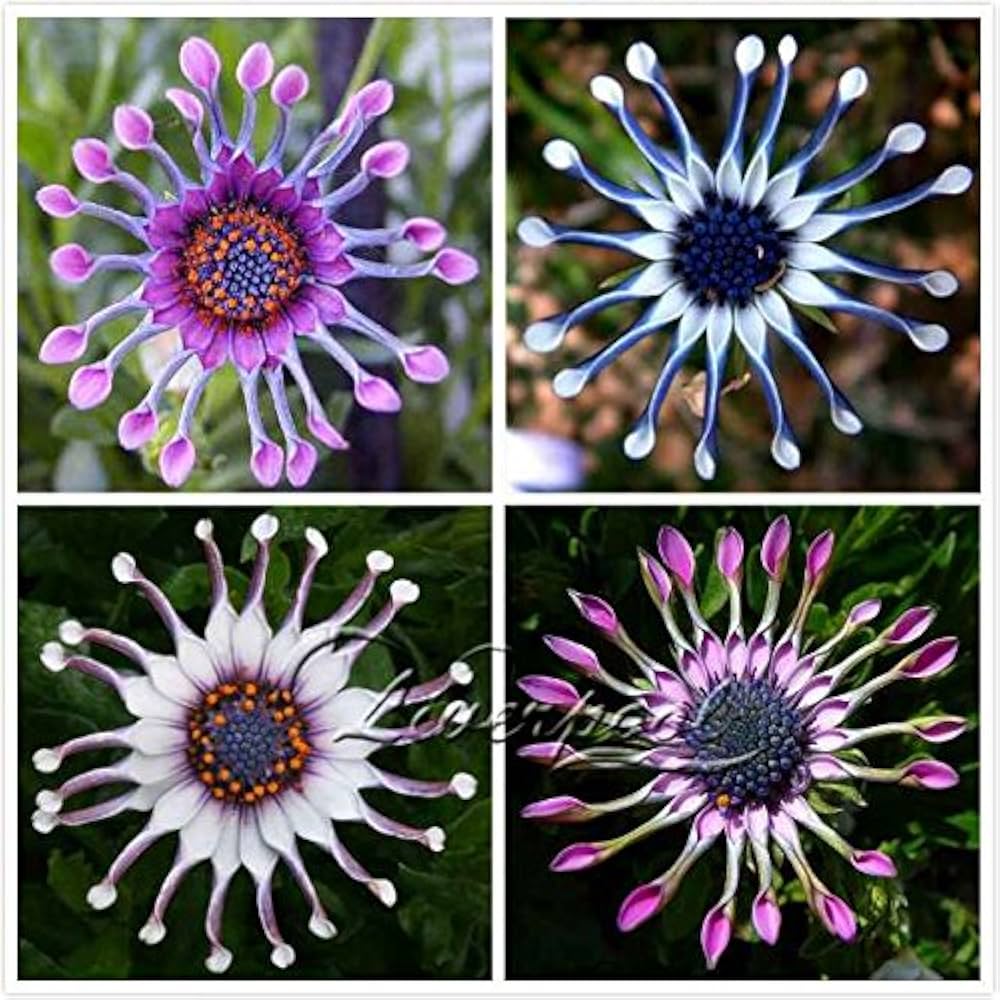 Trailing African Daisy seeds for blue flowers