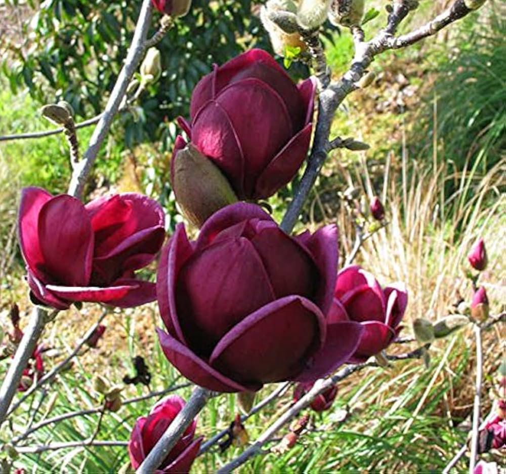 Yula Magnolia Purple Flower Seeds rare tree blooms