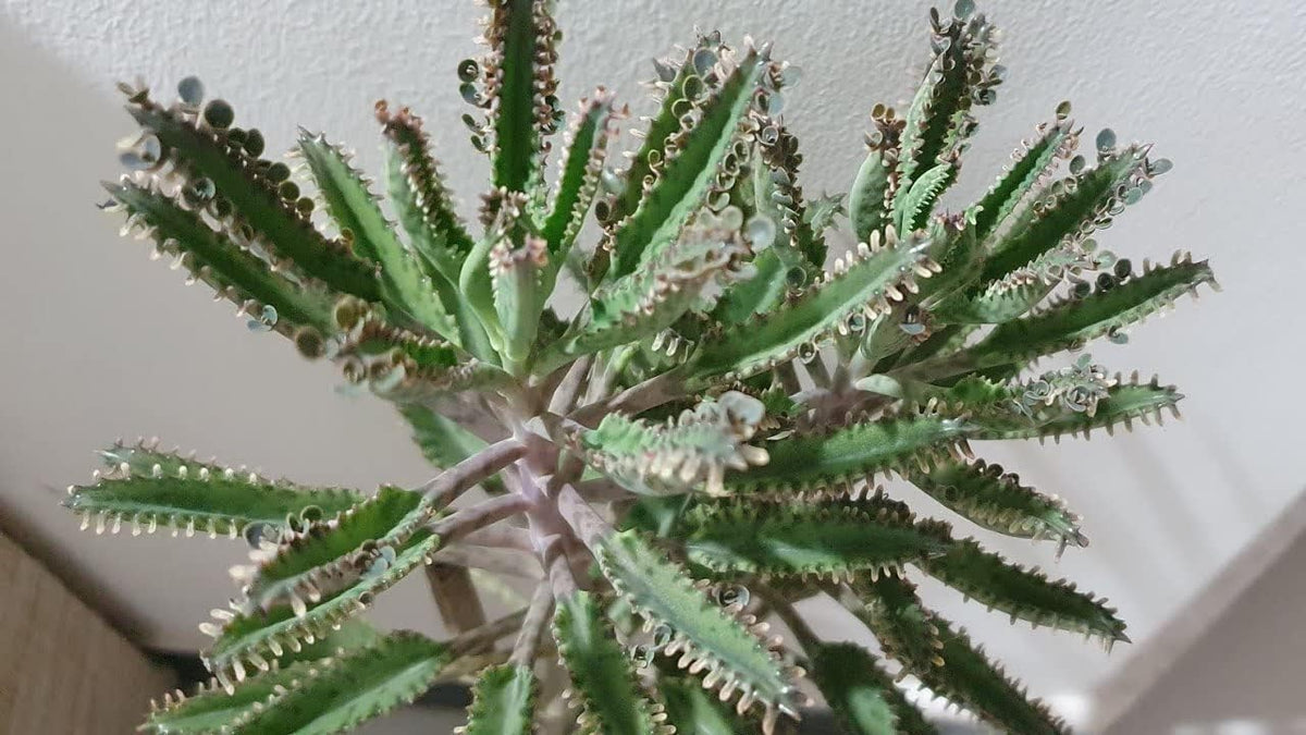 Blue Nasturtium Flower Seeds for Garden Low Maintenance Heirloom & GMO Free Seeds for Home Garden
 
 Sale for planting in home garden