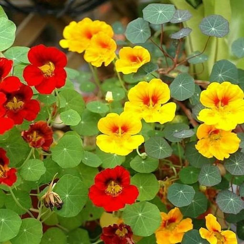 Jinlian Nasturtium Tropaeolum majus for planting in hanging baskets