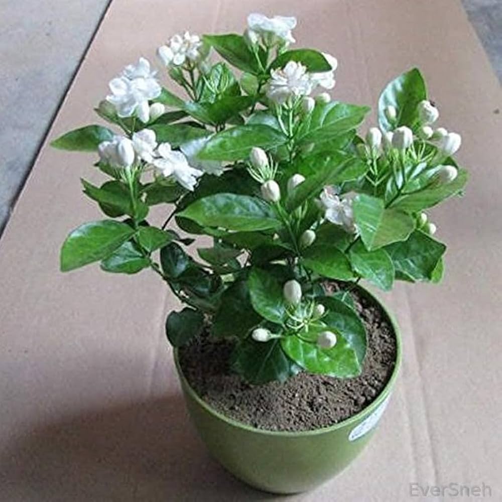Jasmine Jasminum spp for planting in garden