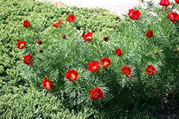 Red Paeonia Tenuifolia Flower seeds for Planting - Premium Quality, Heirloom & GMO Free Seeds for Home Garden
 
 Sale for planting in home garden