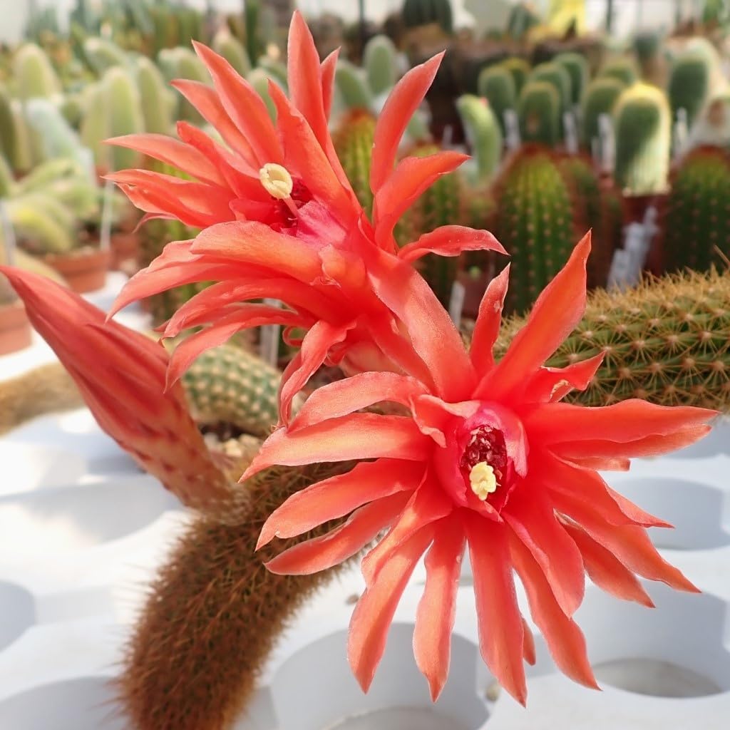 Hildewintera Flower seeds for Planting Fragrant Blossoms Heirloom & GMO Free Seeds for Home Garden 
 
 Sale for planting in home garden