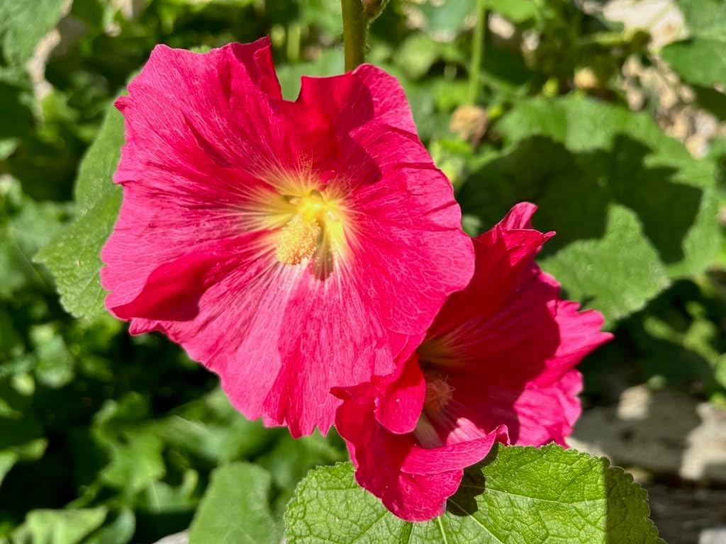 Malvarosa Flower seeds for Planting - Vibrant Colors, Heirloom & GMO Free Seeds for Home Garden
 
 Sale seeds for home garden