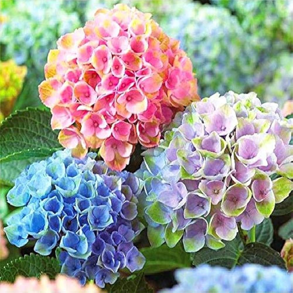 Hydrangea Hydrangea Macrophylla Seeds for planting in flower bed