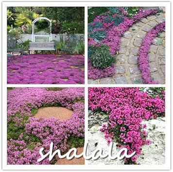 Cress Perennial Flower seeds for Planting - Easy to Grow, Heirloom & GMO Free Seeds for Home Garden
 
 Sale for planting in home garden.