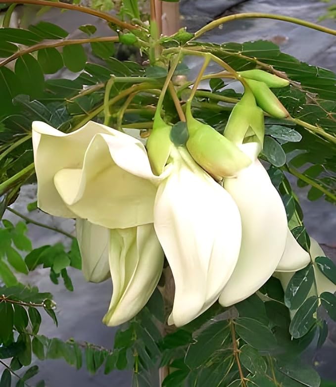 Lysimachus Lysimachia spp. for planting in pondside garden