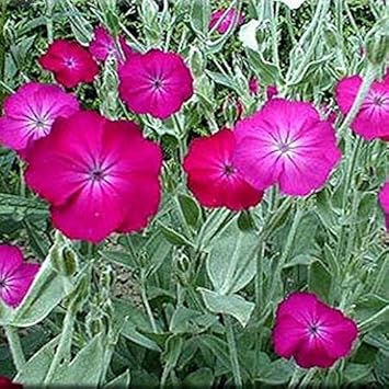 Pink Lychnis Flower seeds for Planting - Long Bloom Season, Heirloom & GMO Free Seeds for Home Garden
 
 Sale for planting in home garden