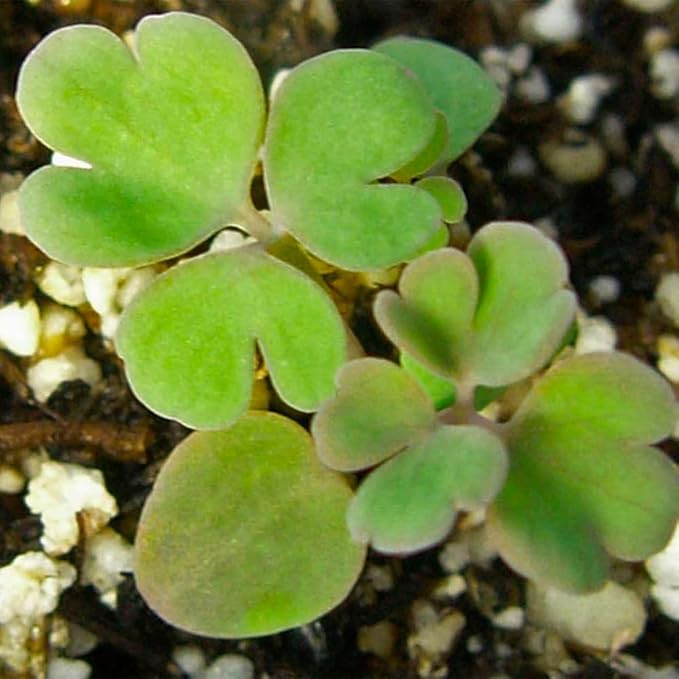 Aquilegia Blue Star Columbine seeds for blue flowers