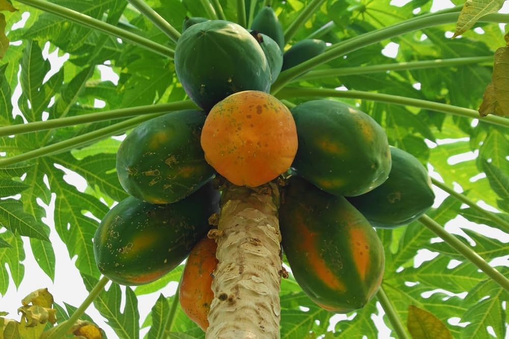 Papaya Carica papaya for planting in tropical garden