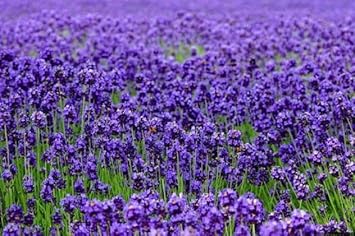 Thick Blue Lavender Flower seeds for Planting Vibrant Colors Heirloom & GMO Free Seeds for Home Garden 
 
 Sale for planting in home garden