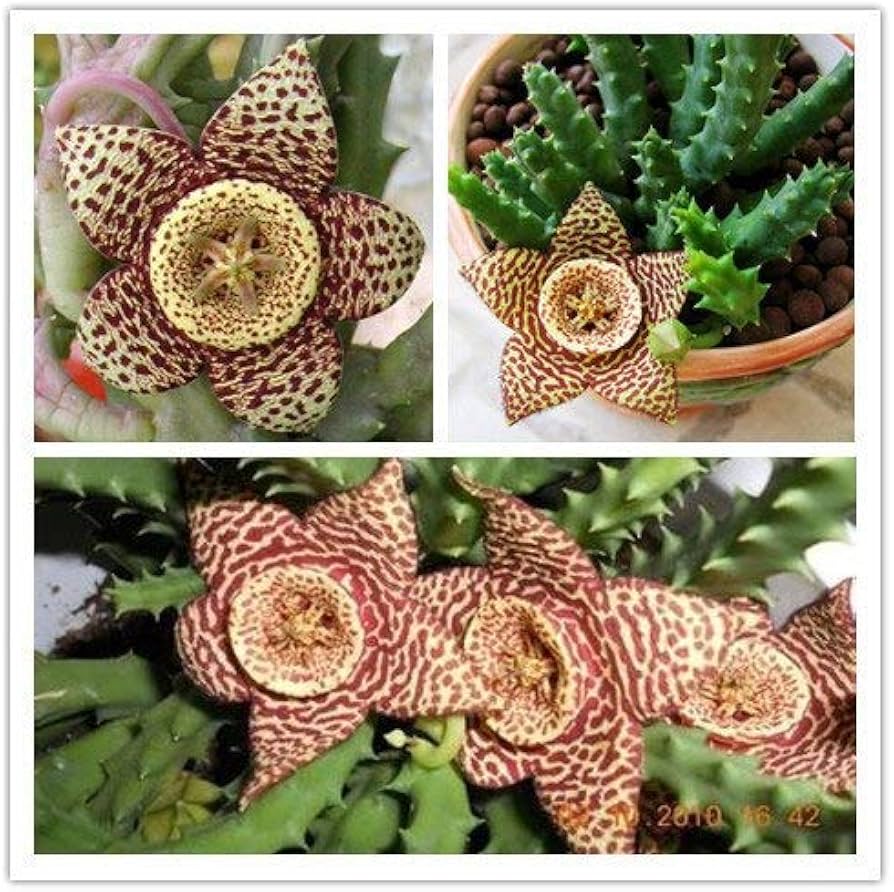 Leopard Skin Flower Stapelia pulchella for planting in rare plant collection