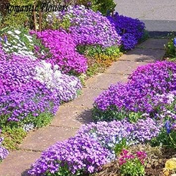 Purple Aubrieta Cascade Flower seeds for Planting - Shade Tolerant, Heirloom & GMO Free Seeds for Home Garden
 
 Sale seeds for home garden