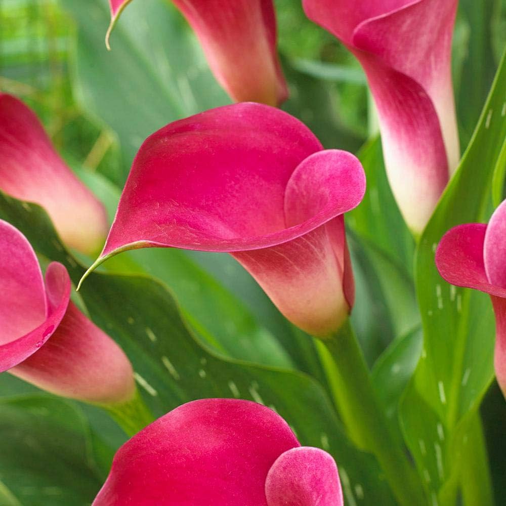 Calla Lily Seeds for planting in home garden