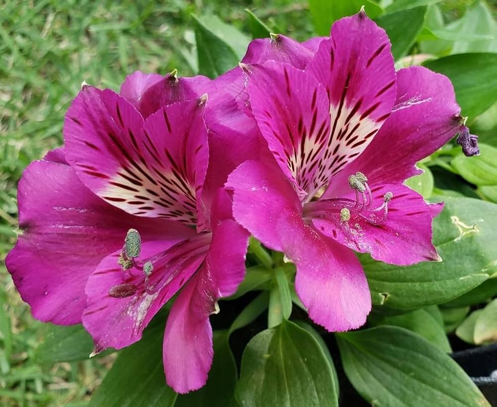 Peruvian Lily Alstroemeria spp. for planting in flower bed