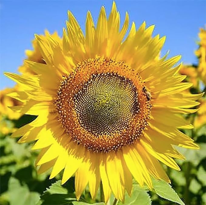 Sunflower Skyscraper seeds for towering sunflowers