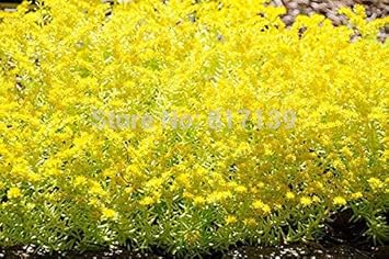 Yellow Sedum Flower seeds for Planting - Seasonal Bloomer, Heirloom & GMO Free Seeds for Home Garden
 
 Sale for planting in home garden