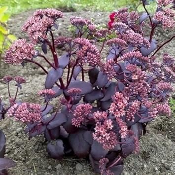 Pink Sedum Telephium Flower seeds for Planting - Wildflower Mix, Heirloom & GMO Free Seeds for Home Garden
 
 Sale seeds for home garden