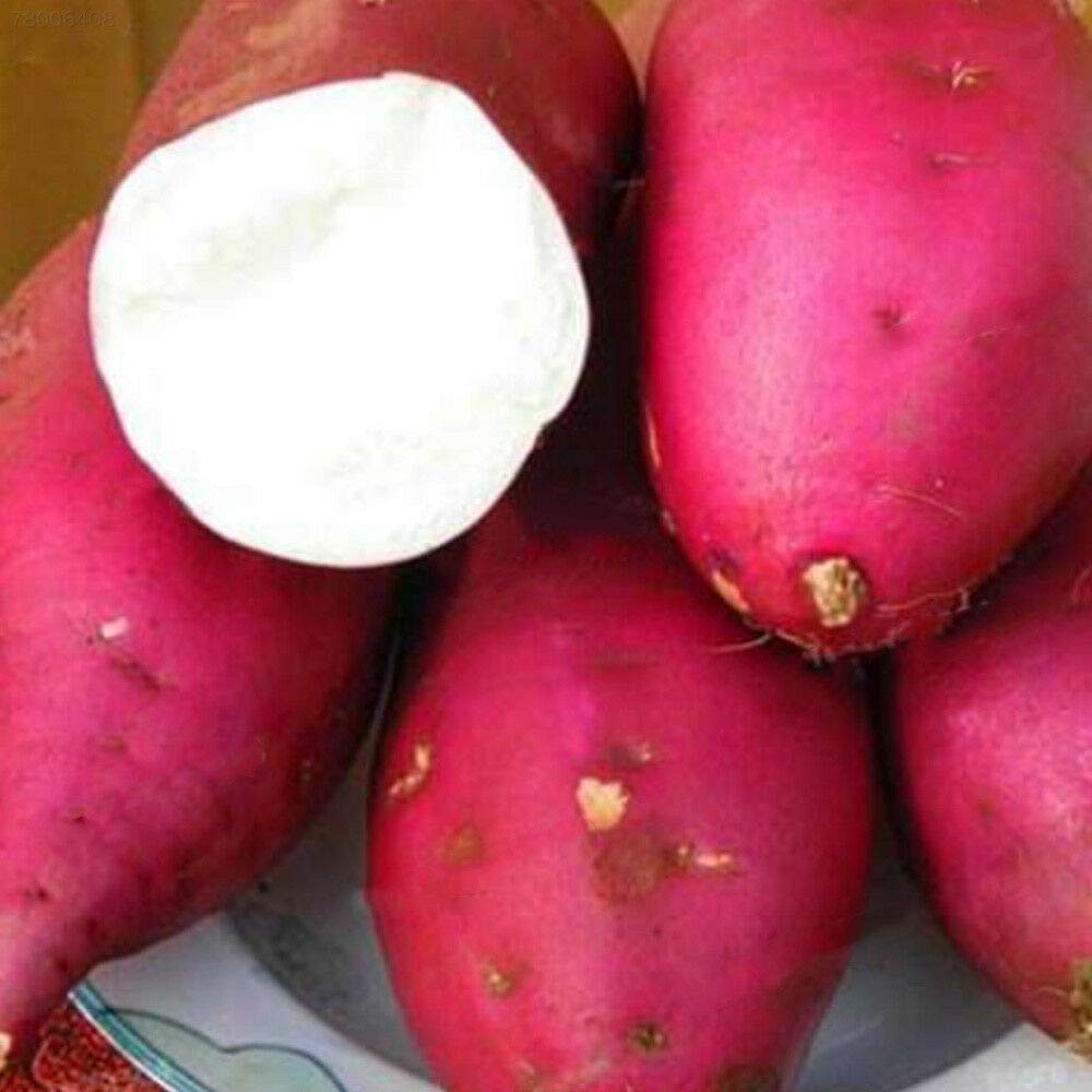 Giant sweet potato Ipomoea batatas vegetable seeds