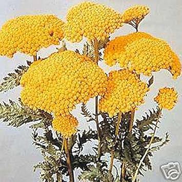 Yellow Yarrow Flower seeds for Planting - Seasonal Bloomer, Heirloom & GMO Free Seeds for Home Garden
 
 Sale for planting in home garden.