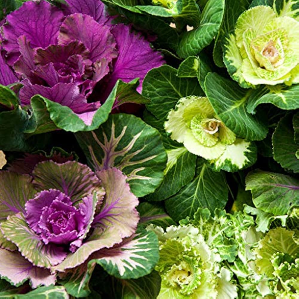 Flowering Cabbage Brassica oleracea for planting in vegetable patch
