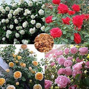 Violet White Pansy Flower Seeds for Planting Fragrant Blossoms Heirloom & GMO Free Seeds for Home Garden
 
 Sale for planting in home garden