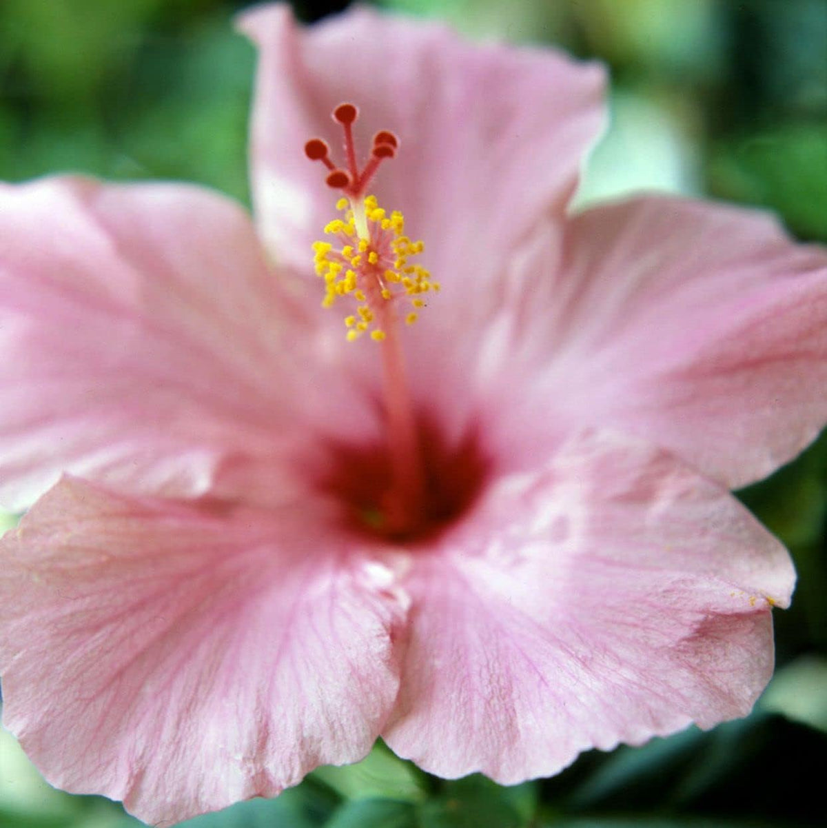 Pink (Pink Hibiscus) seeds for planting in home garden