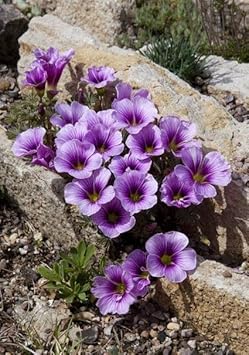 Oxalis Laciniata Flower seeds for Planting - Premium Quality, Heirloom & GMO Free Seeds for Home Garden
 
 Sale for planting in home garden.