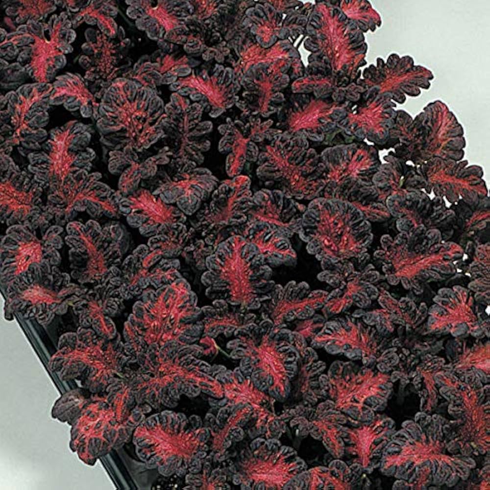 Black Dragon Coleus Flower seeds for Planting - Long Bloom Season, Heirloom & GMO Free Seeds for Home Garden
 
 Sale seeds for home garden