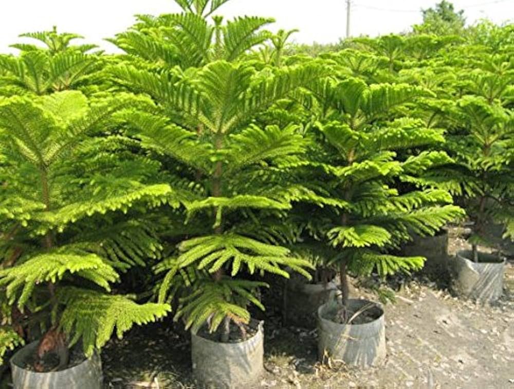 Green Araucaria Flower seeds for Planting - Colorful Display, Heirloom & GMO Free Seeds for Home Garden
 
 Sale for planting in home garden.