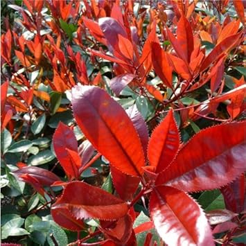 Red Tip Photinia Flower seeds for Planting - Bright Blooms, Heirloom & GMO Free Seeds for Home Garden
 
 Sale seeds for home garden