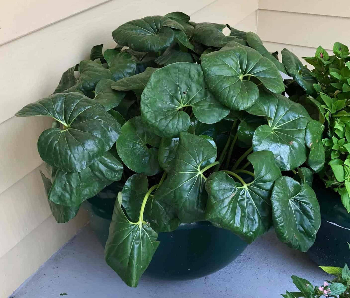 Farfugium Japonicum Flower seeds for Planting - Garden Favorite, Heirloom & GMO Free Seeds for Home Garden
 
 Sale seeds for home garden