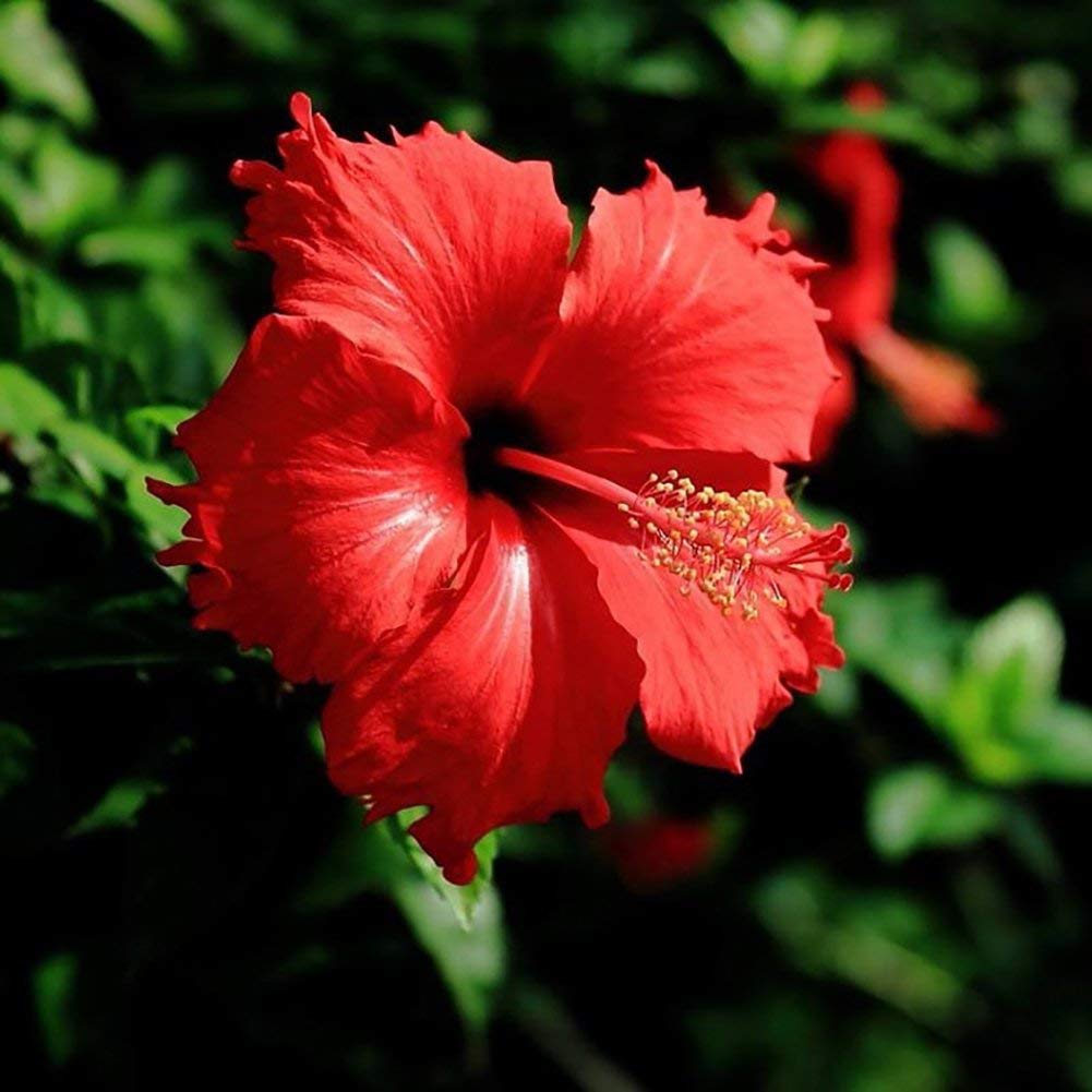 Hibiscus Flower seeds for Planting - Premium Quality, Heirloom & GMO Free Seeds for Home Garden
 
 Sale seeds for planting in home garden