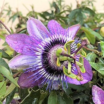 Light Red Rhododendron Flower Seeds for Planting Shade Tolerant Heirloom & GMO Free Seeds for Home Garden
 
 Sale for planting in home garden