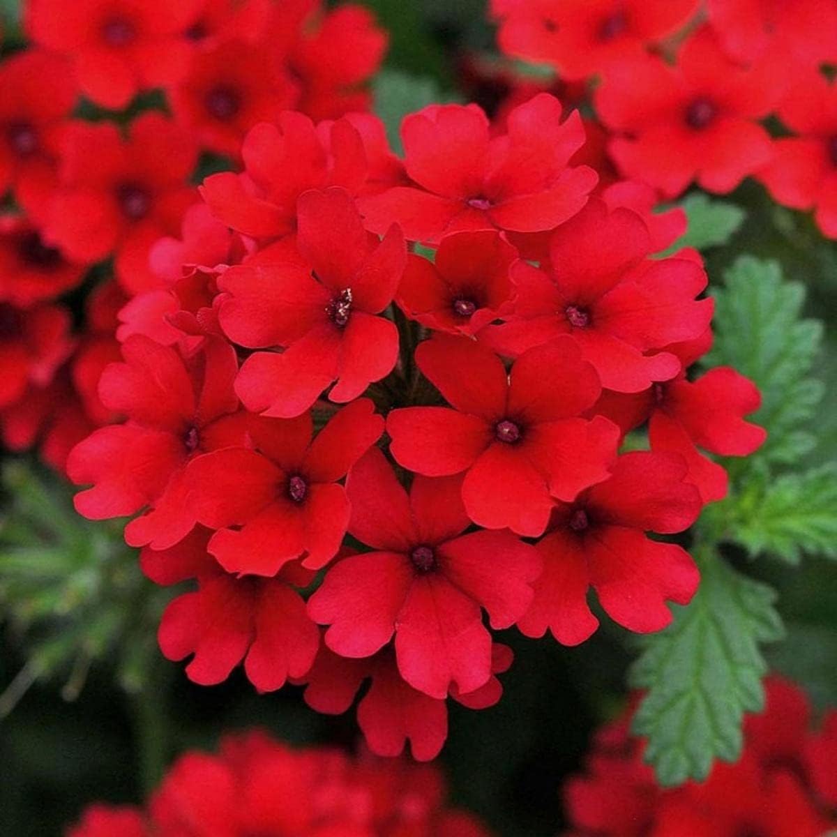 Verbena Flower Planting Seeds Red For Vibrant Blooms - Seed Striking Color And Lush Garden Displays