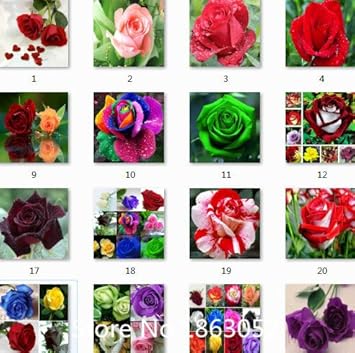 Multi Rose Flower seeds for Planting - Perfect for Borders, Heirloom & GMO Free Seeds for Home Garden
 
 Sale for planting in home garden.