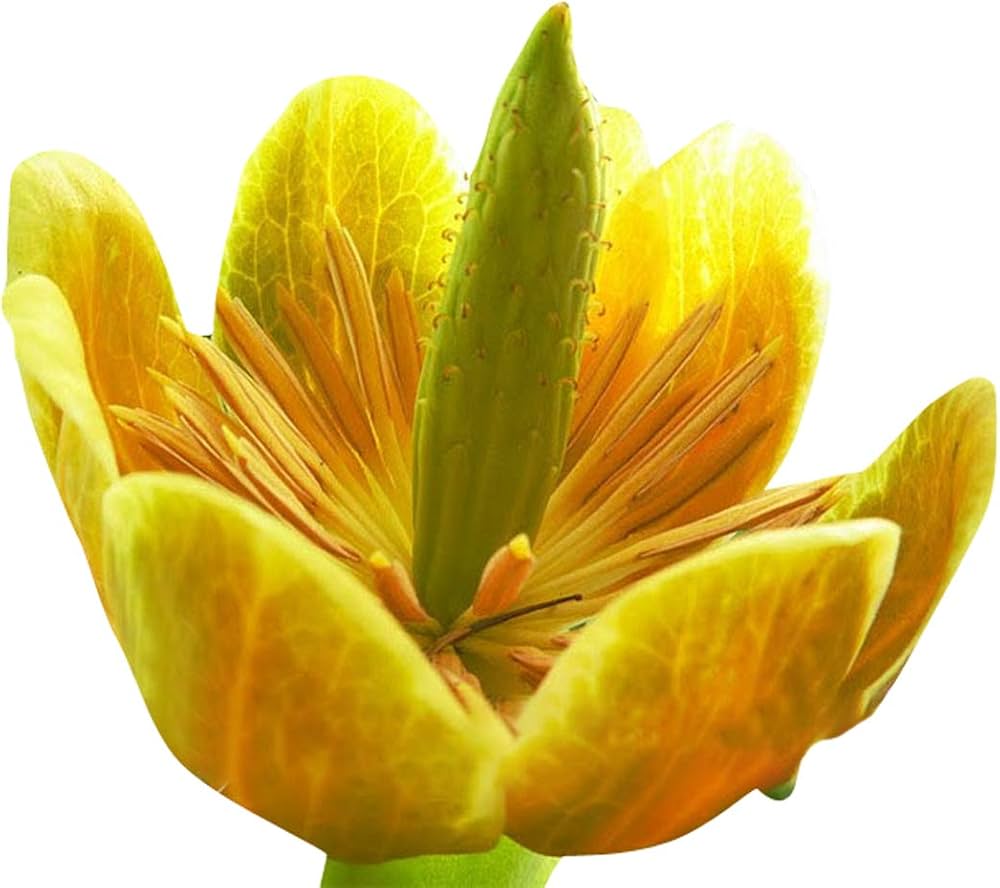 Liriodendron Tulipifera Liriodendron Tulipifera Seeds for planting in flower bed