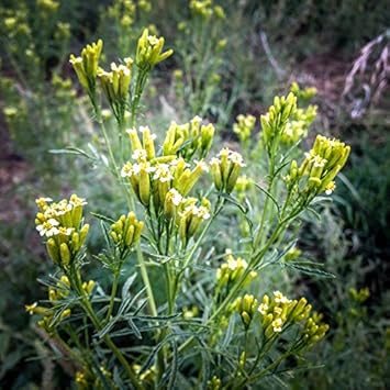 Yellow Tagetes Minuta Flower seeds for Planting - Drought Tolerant, Heirloom & GMO Free Seeds for Home Garden
 
 Sale seeds for home garden