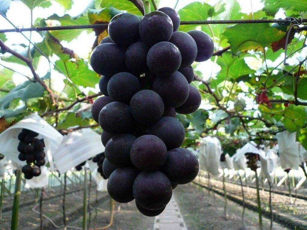 Japanese Miniature Grape Vine Vitis vinifera Seeds for planting in urban garden