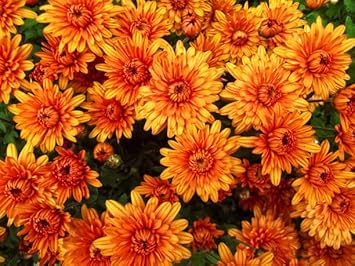 Orange Yellow Chrysanthemum Flower seeds for Planting - Low Maintenance, Heirloom & GMO Free Seeds for Home Garden
 
 Sale for planting in home garden.