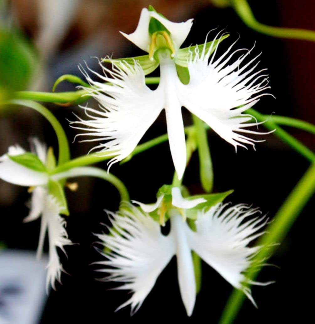 Egret (Egret Flower) seeds for planting in home garden