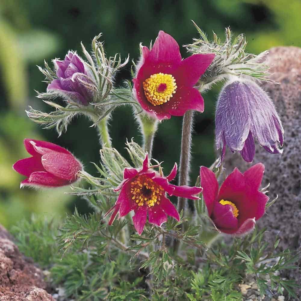 Bold Red Anemone Pulsatilla Seeds For Planting Flower