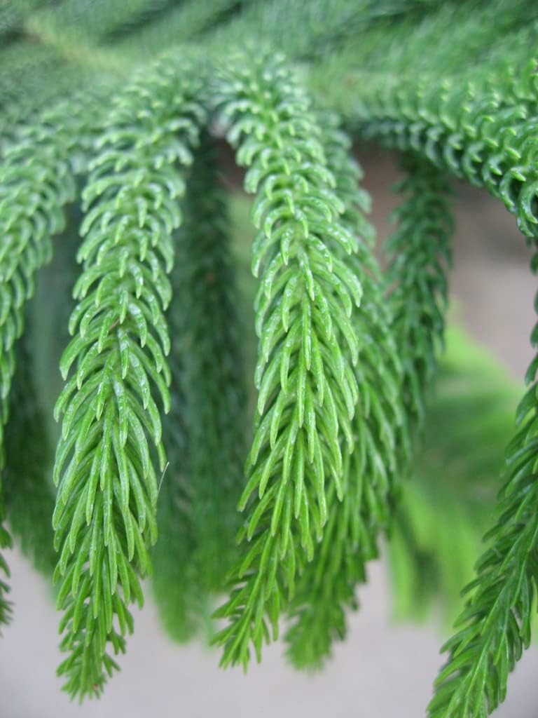 Planting Pale Green Araucaria Foliage Seeds Plant Seeds